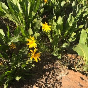 Meet your Posher, Lizeth